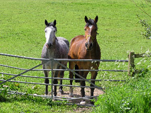 Draught Horses